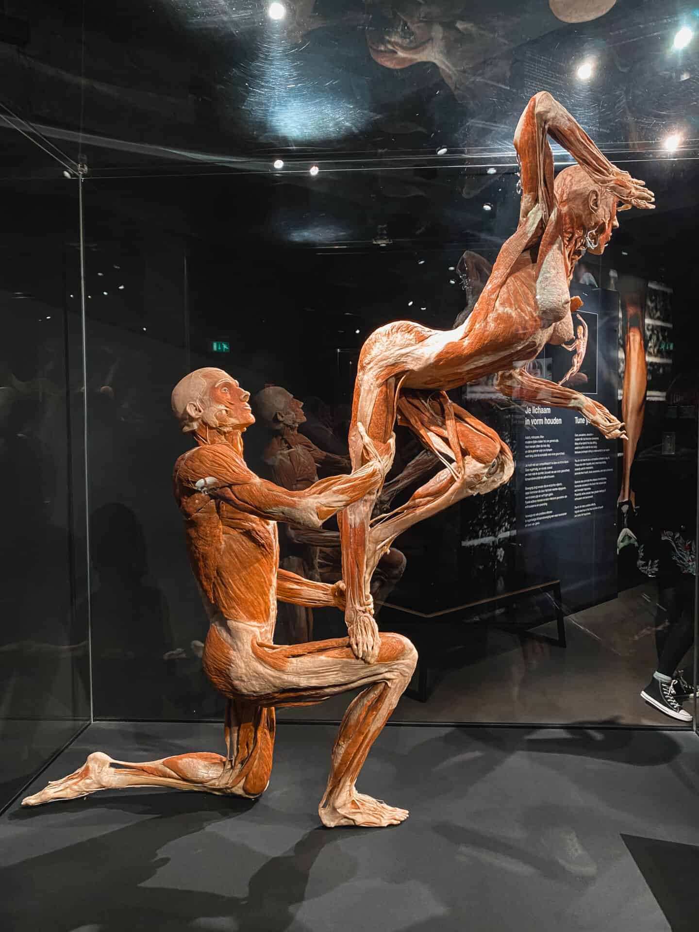 Two Human Cadavers dancing together at Body Worlds in Amsterdam