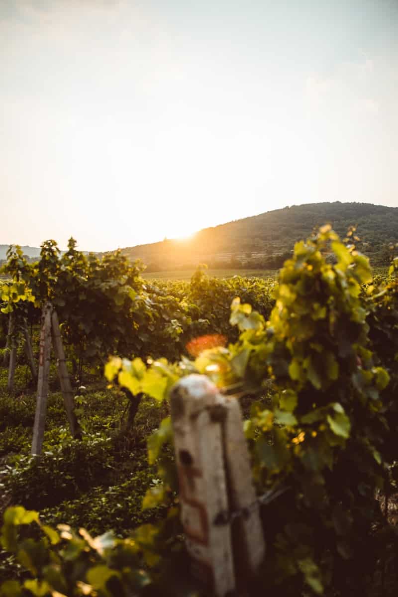 Vineyard with golden hour sun shining through the grape vines
