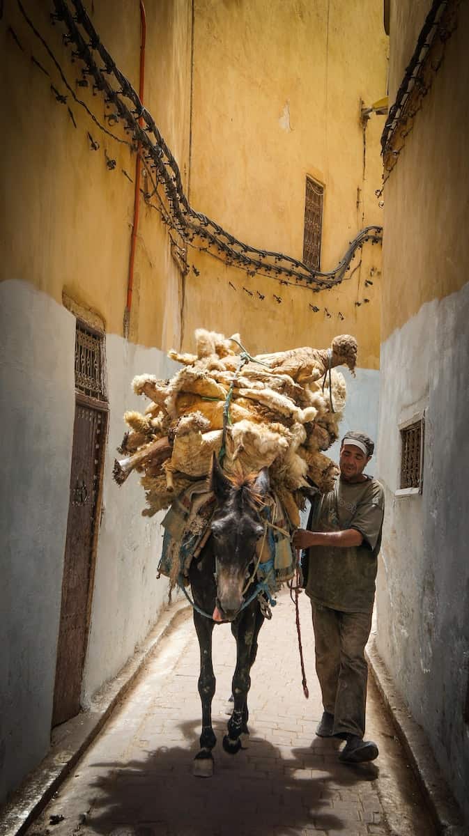 donkey carrying lamb fur on Fes street with a man