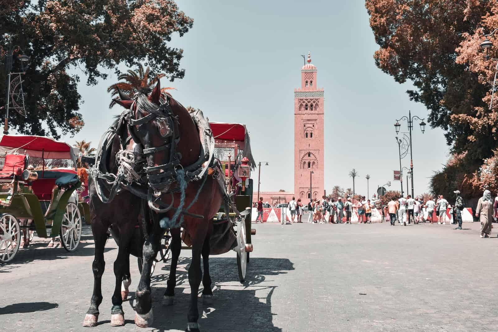 people riding horses medina of Marrakech daytime