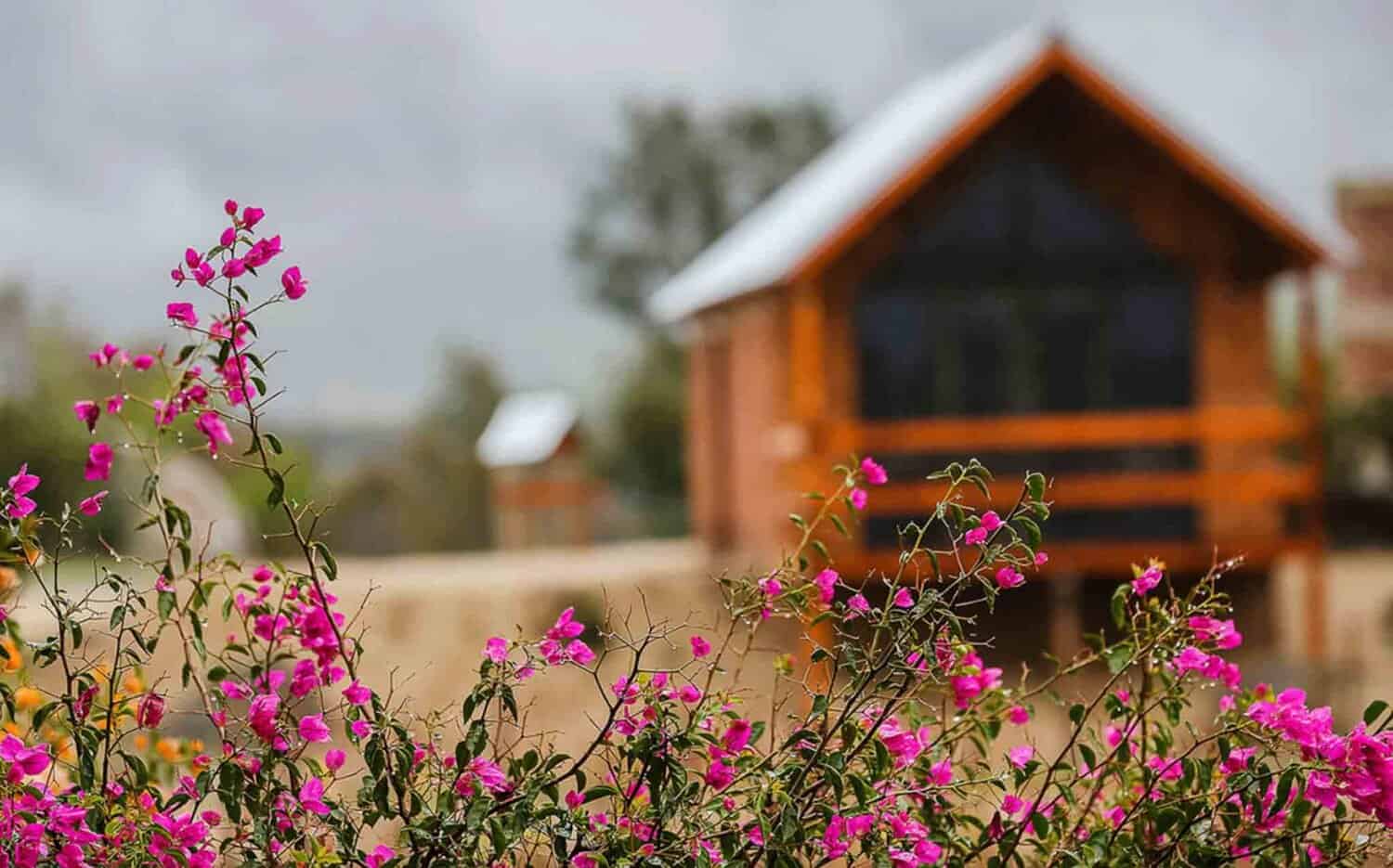 log vcabin in the middle of a purple vineyard on an overcast dau