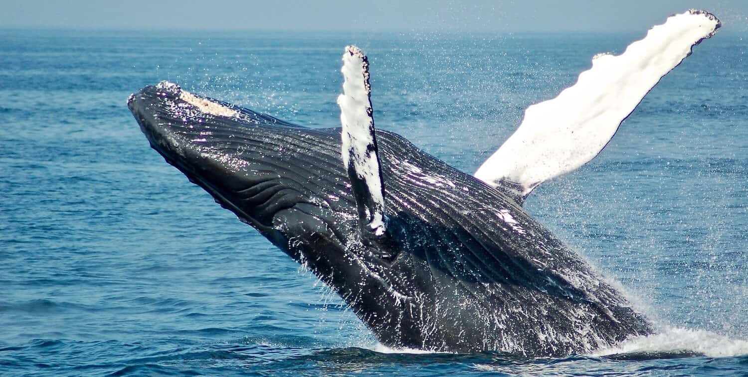 Humpback whale breaching in the Pacific Ocean near Puerto Vallarta