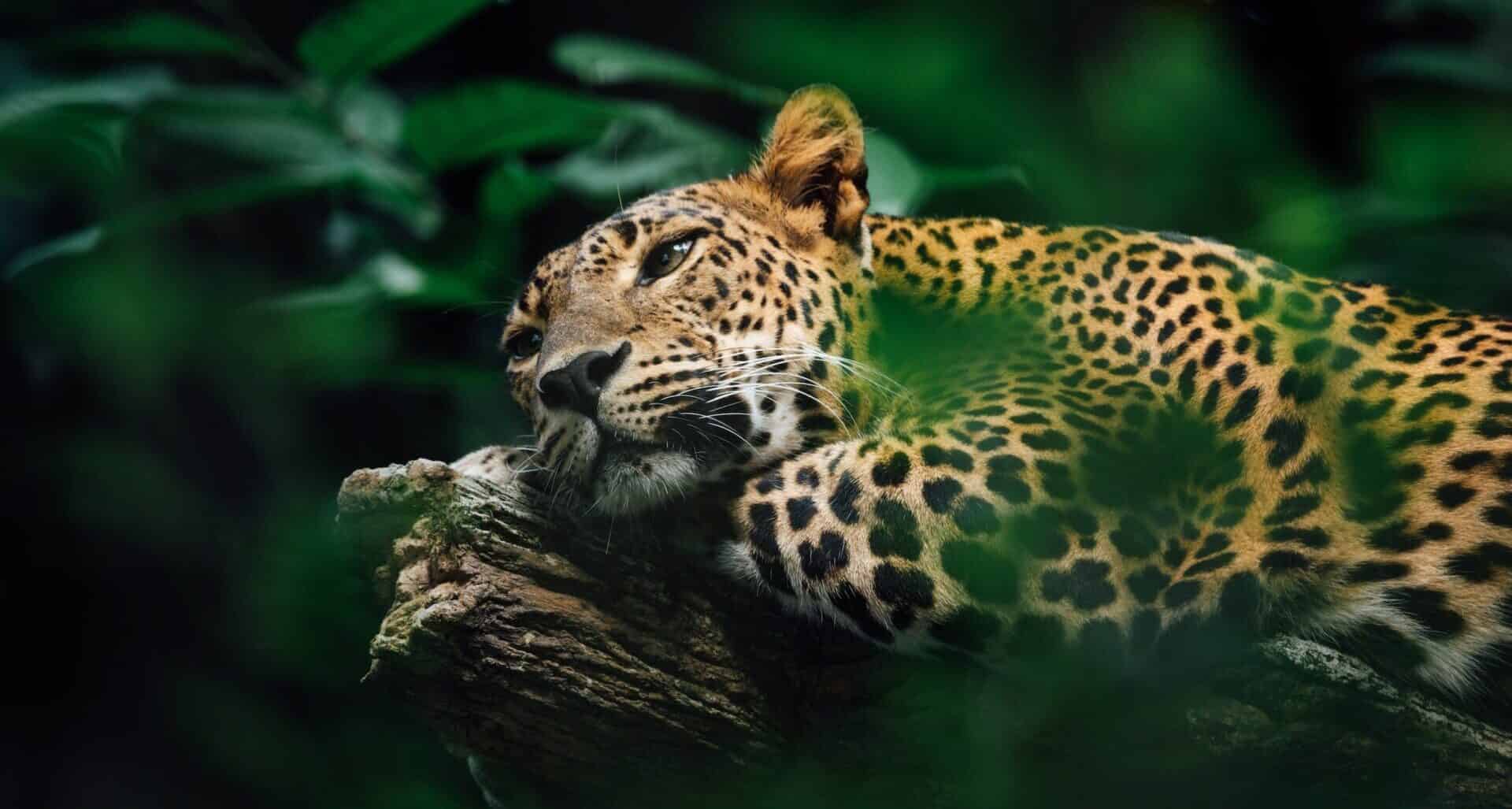 Jaguar laying on a log in the jungle in Belize