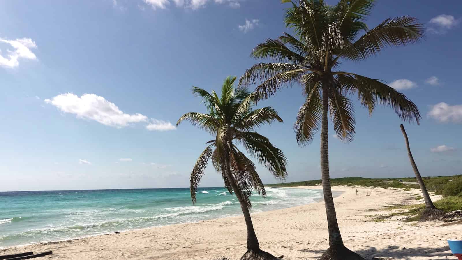 green palm trees on white sand beach