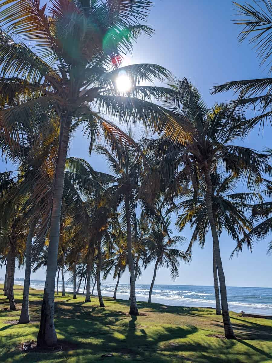 palm trees near ocean during daytime