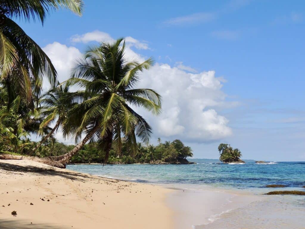 palm tree on beach under blue sky