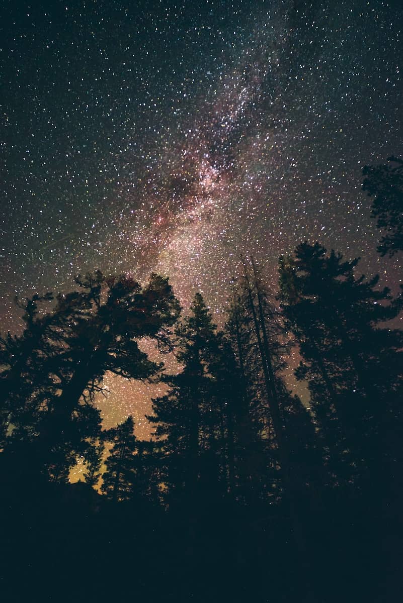 cosmic view on night sky near pine trees