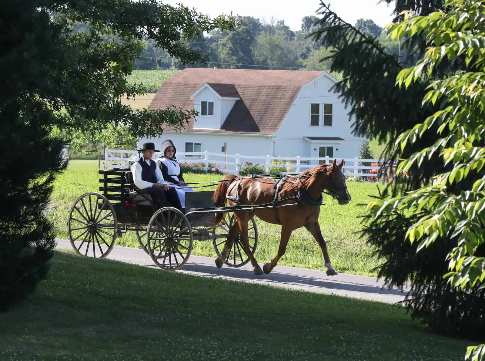 amish man and woman riding horse carriage in the country
