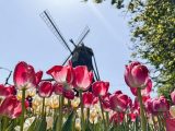 pink tulips with windmill in the background under blue sky