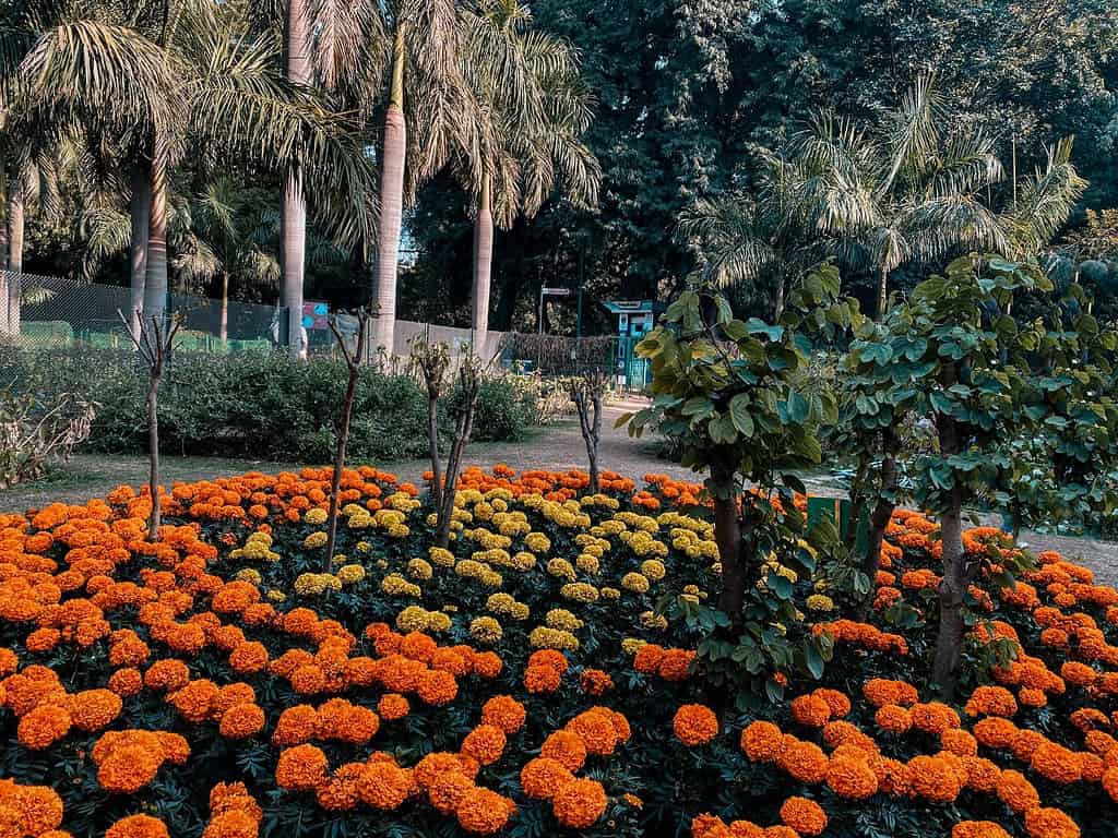 gorgeous orange flowers in green garden