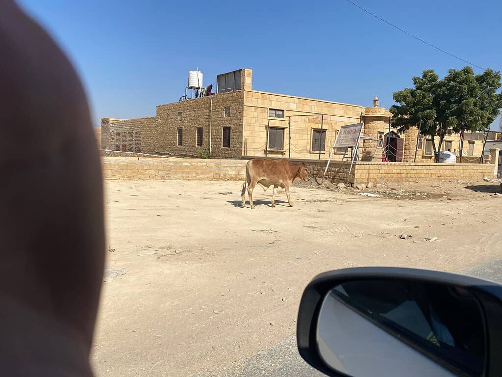 a cow walking along a road in india near a car